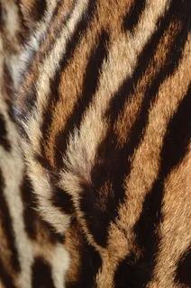 老虎毛笔纹理背景高清素材图片 老虎毛笔纹理背景高清素材图片