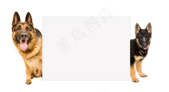 可爱的宠物小狗动物素材