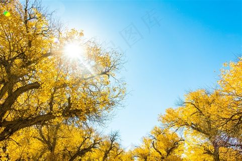 蓝天下的金色胡杨林