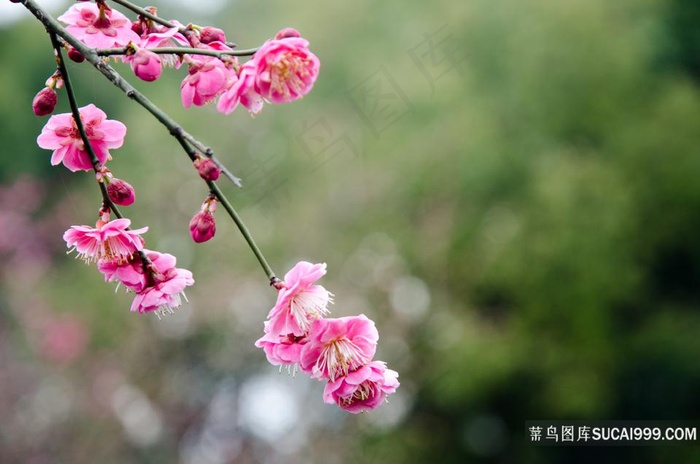 高清梅花鲜花壁纸桌面图片