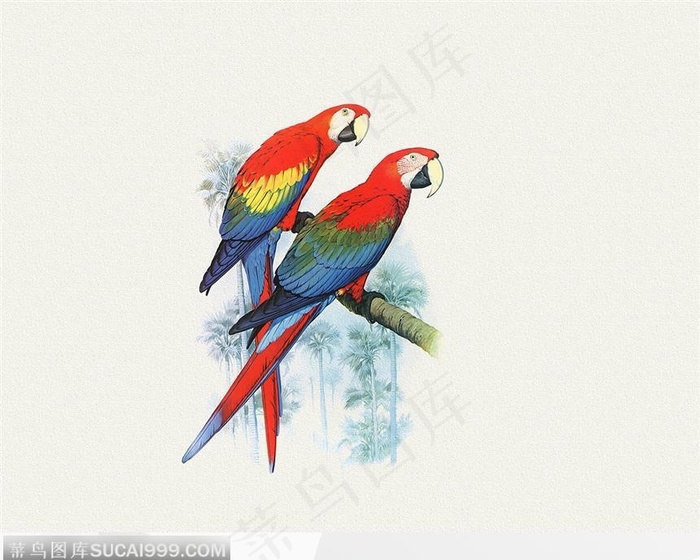 鹦鹉（手绘）