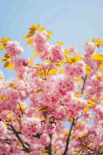 春天蓝天清新粉红桃花花朵树枝嫩叶，立春摄影图