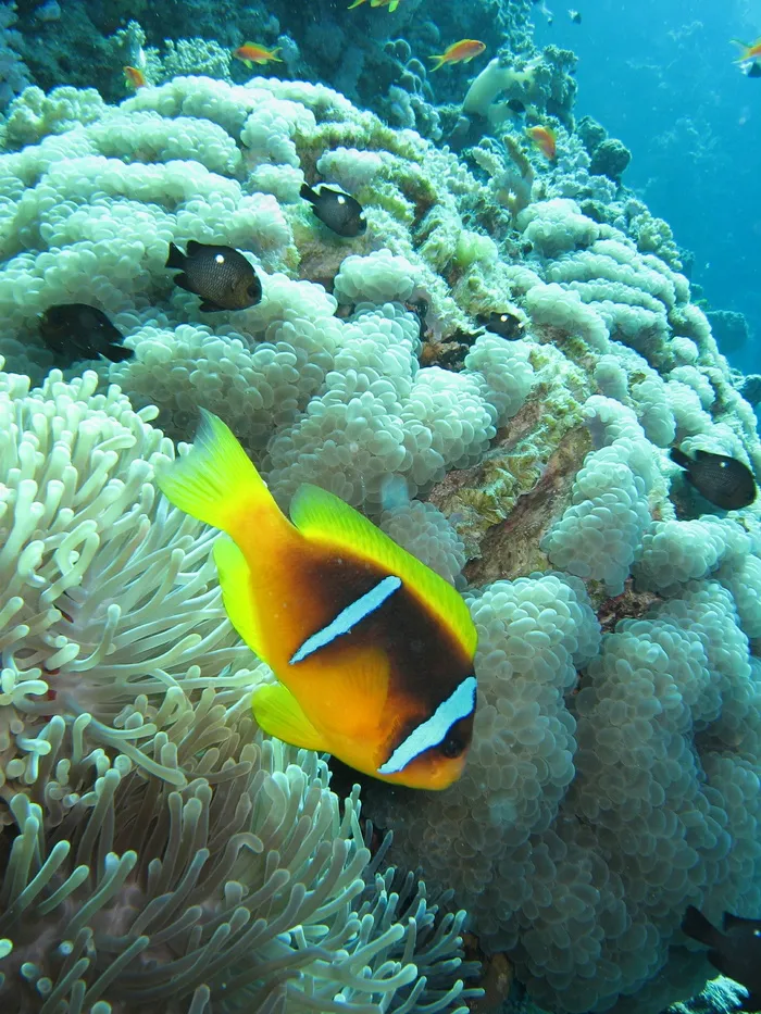 热带小丑鱼图片