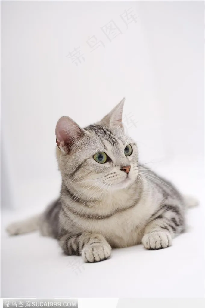 可爱猫咪-趴着可爱的猫咪
