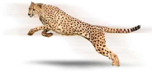 猎豹 PNG免抠(593x282)