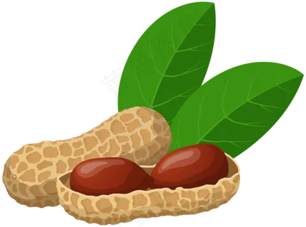免扣png花生 