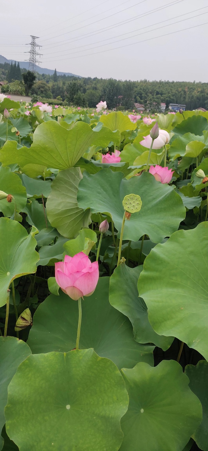 荷花 莲蓬