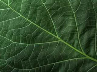 树叶经脉特写背景高清图片