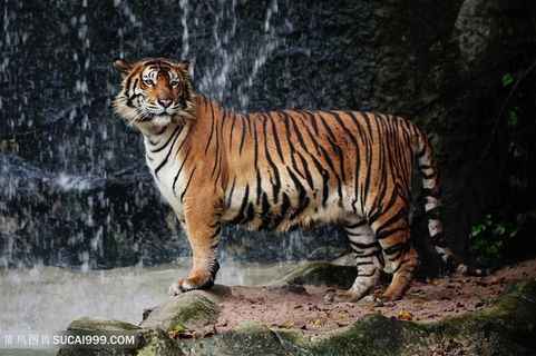 小溪旁的华南虎图片