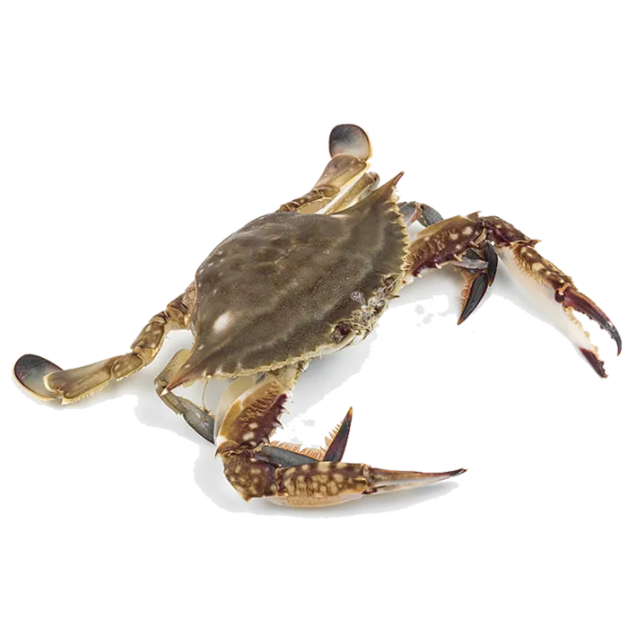 梭子蟹 (1)海鲜超市商品红酒白底图免抠实物摄影png格式图片透明底