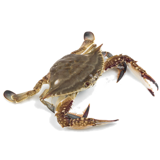 梭子蟹 (1)海鲜超市商品红酒白底图免抠实物摄影png格式图片透明底