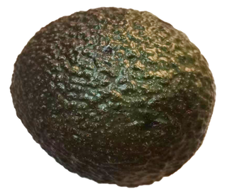 圆润小果牛油果鲜果鳄梨免抠实物实拍摄影元素素材