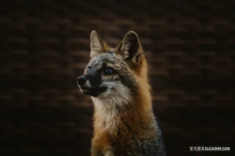 一只呆萌的狐狸