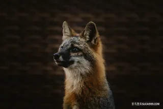 一只呆萌的狐狸