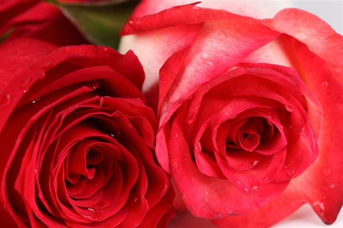 红色玫瑰花鲜花图片