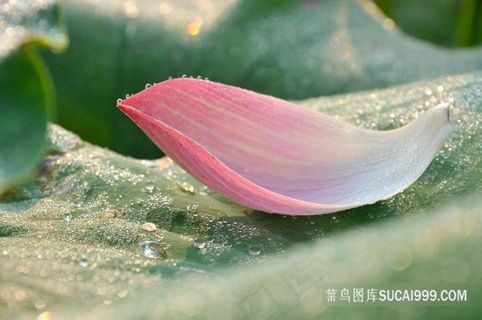 夏天清新自然特写无人荷花荷叶露水植物
