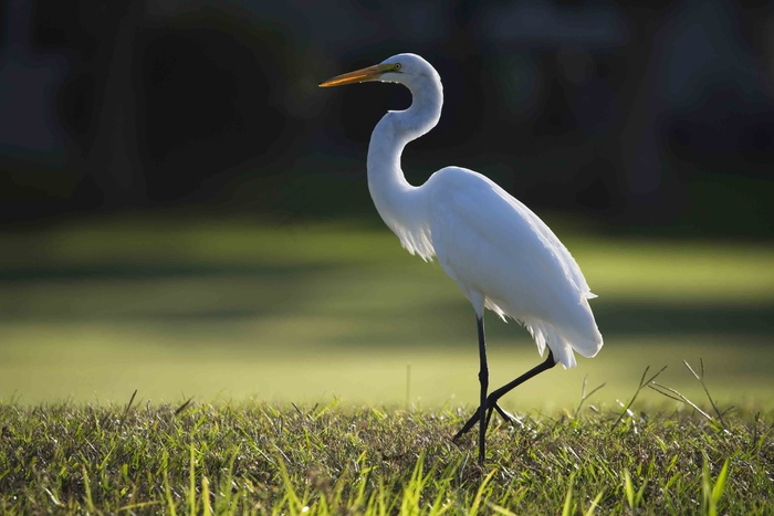 草地上单脚站着的白色苍鹭鸟元素