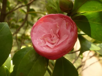 野生山茶花图片 野生山茶花图片