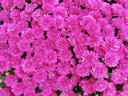 粉色花朵壁纸图片 粉色花朵壁纸图片