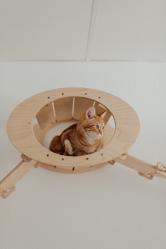 可爱猫咪猫猫摄影素材