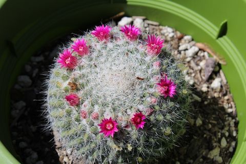 仙人掌开花盆栽图片