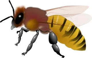 蜜蜂免抠