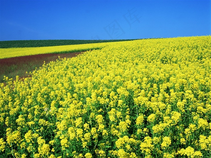 黄色油菜花高清图片