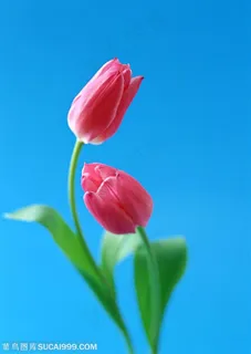 花卉物语-两朵弯曲的紫色郁金香 花卉物语-两朵弯曲的紫色郁金香