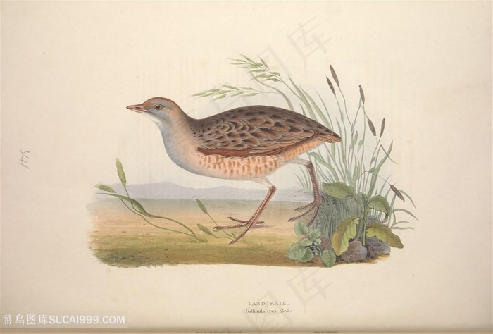 欧洲鸟高清手绘插画