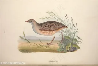 欧洲鸟高清手绘插画