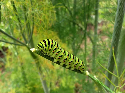 绿色的毛毛虫图片