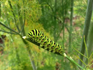 绿色的毛毛虫图片