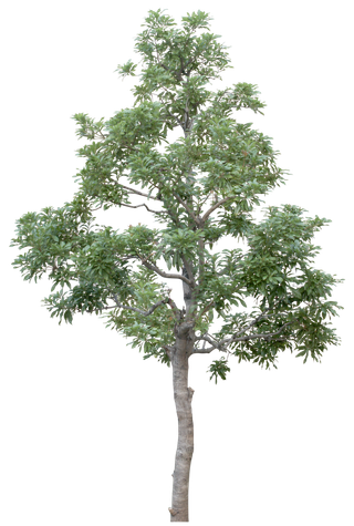 高清树木素材 免抠PSD植物素材 美术绘画园林贴图 树草灌木花草