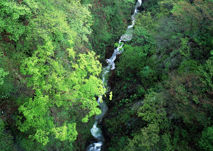绿树山水 211