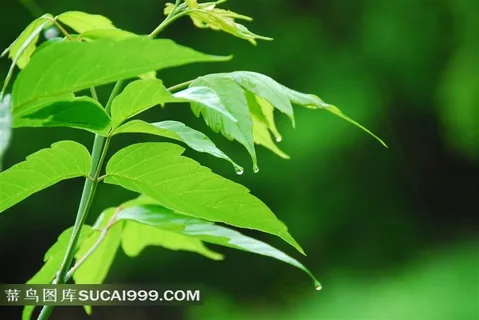 绿色植物枝叶精美背景素材图片下载