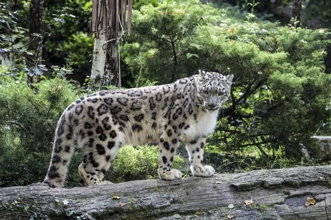 白虎国家保护动物大图