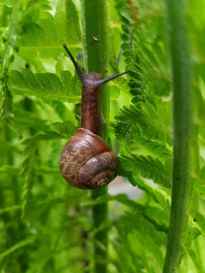 树叶上的蜗牛图片