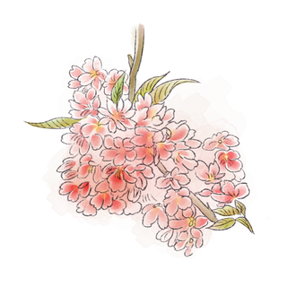 春天浪漫粉红色樱花手绘樱花梅花桃花花朵图片PNG免扣素材