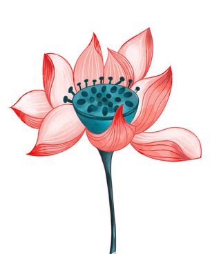 国潮中国风手绘荷花莲花荷叶莲藕植物花卉装饰插画PSD设计素材