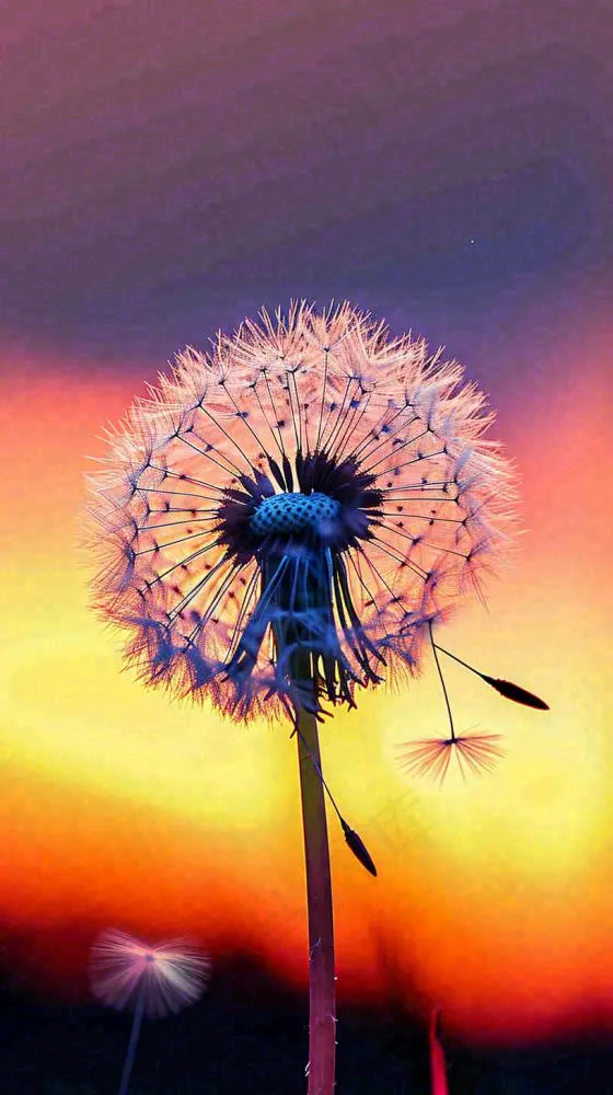 春天落日户外分散种子蒲公英夕阳晚霞摄影图(816x1456)