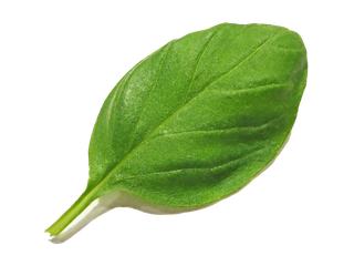 142罗勒叶超市商品白底图免抠实物摄影png格式图片透明底