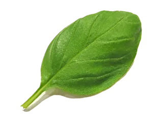 142罗勒叶超市商品白底图免抠实物摄影png格式图片透明底