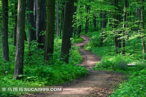 树林草丛春天景色