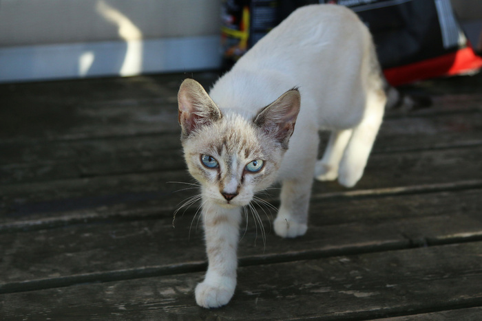 猫流浪猫野猫山猫动物猫仔设计素材小猫