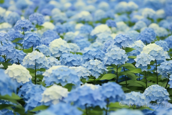 蓝白色绣球花海摄影图(4032x2688)