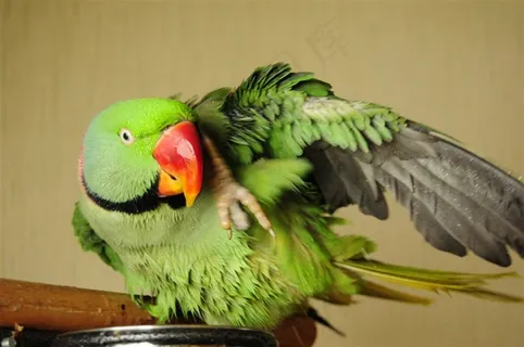 鹦鹉彩色羽毛美图素材 鹦鹉彩色羽毛美图素材