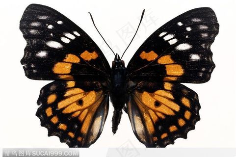 蝴蝶标本（彩色蝶）