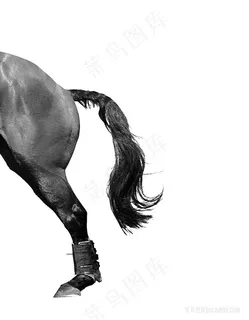 时尚高清赛马插画