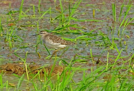 田间休憩小鸟图片