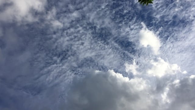 燕子, 云, 亲爱的, 蓝色的, 到, 羽毛, 全身羽毛